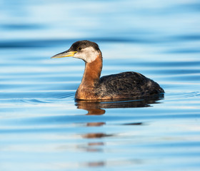 Red Necked Grebe Swimming