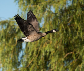 Canada Goose in Flight