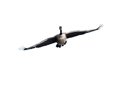 Canada Goose in Flight on White Background
