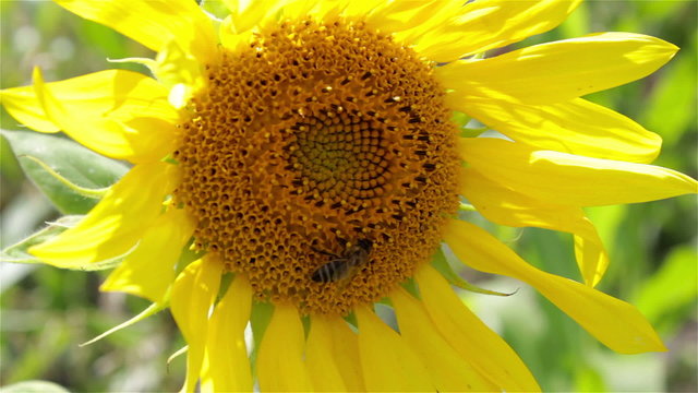 Two bees on sunflower/bees pollinate sunflower summer on the farmer