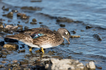 Female Wood Duck Hen