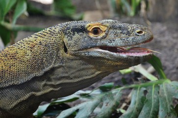 Jeune dragon de Komodo