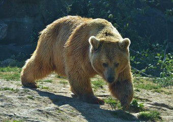 Ours brun