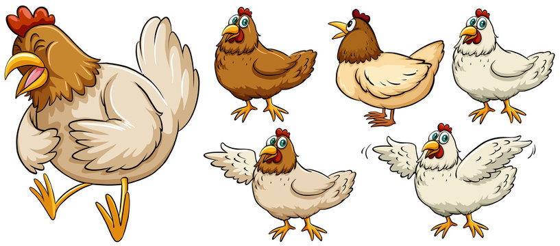 Farm chicken in different poses