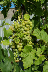 bunch of white grapes