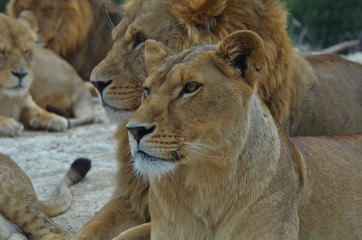 Lionne