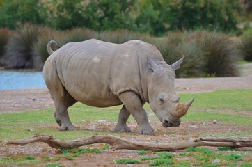 Obraz premium Rhinocéros