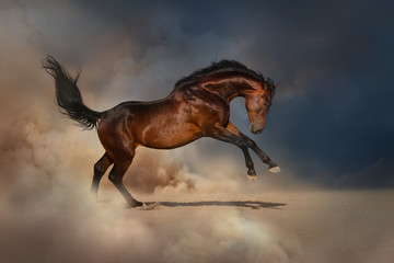 Obraz na płótnie Canvas Bay horse in desert dust