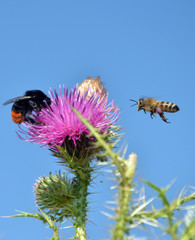 bee fly to flower