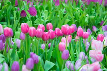 Beautiful colorful Tulip flower
