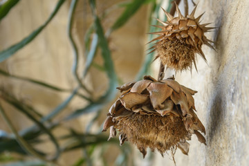 Dried flowers hanging on a stone wall at an outside Mediterranean market.