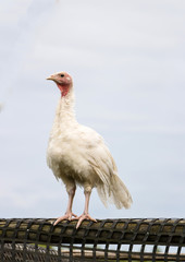 Turkey from poultry farm