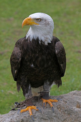 Weisskopfseeadler