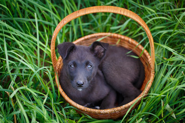 Fototapeta premium purebred puppy