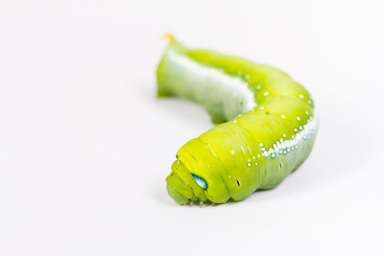 Green caterpillar worm on white