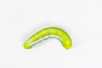 Green caterpillar worm on white