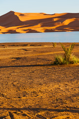 sunshine in the  yellow  desert   morocco sand       dune