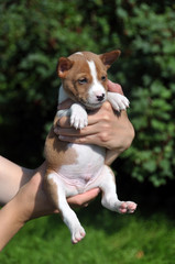 Basenji dog puppy on hands