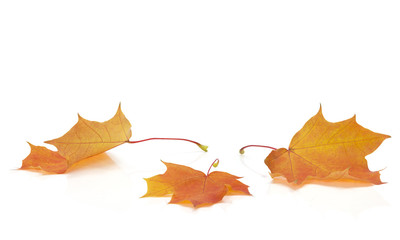 Isolated Autumn Leaves