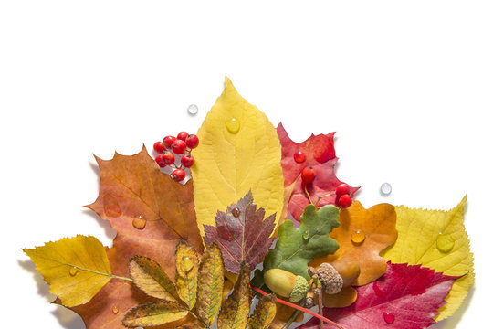 Isolated Autumn Collection
