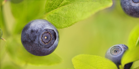 Wild Blueberry