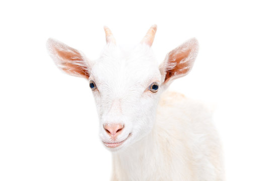 Portrait of a smiling young goat 