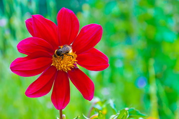 Пчела на красном цветке.