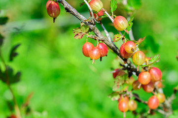 Ripe gooseberry on branch
