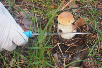 Сбор грибов