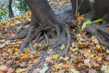 Tree with roots and yellow leaves in autumn park