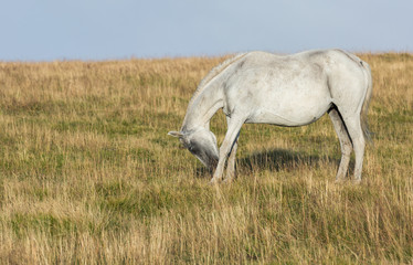 Obraz na płótnie Canvas cheval gris