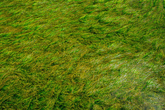 Textures of the green algae