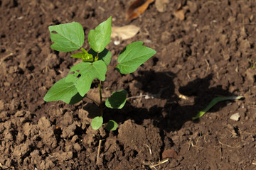 Small plant on soil