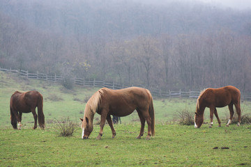 Horses
