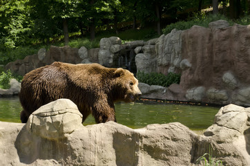 adult brown bear