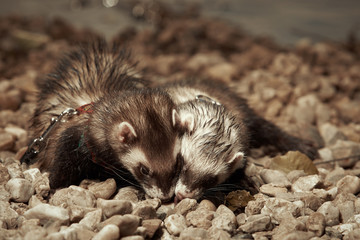 Ferret sisters posing on gravel beach near lake for pet portraits