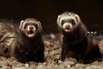 Ferret sisters
