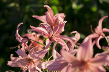 flowers on the white background