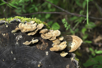 Mushrooms on the white background