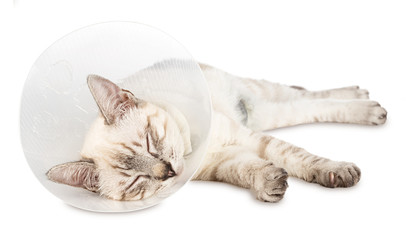 thai siam kitten after operation with Elizabethan collar sleeping
