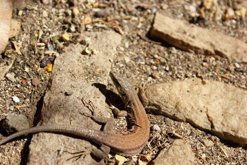 Eidechse auf einem Stein in Barcelona