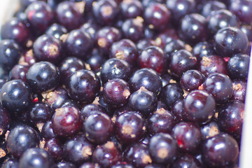 currant