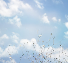 field flowers on a background of blue sky with clouds