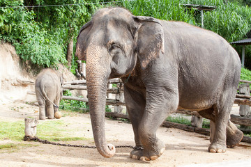 Fototapeta premium thai elephant