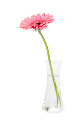 Flower pink gerbera in a glass vase