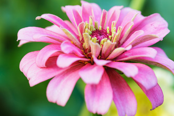 Obraz premium Pink zinnia flowers close up on background leaf