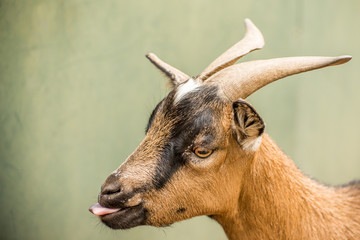 Portrait of a Pygmy Goat