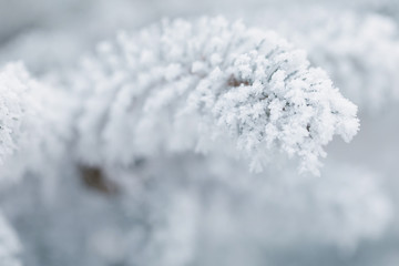 fir covered with hoar frost closeup photo