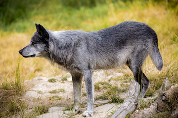 Loup Noir Timberwolf