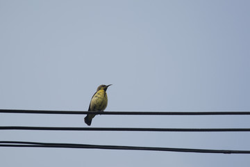 Female Olive-backed Sunbird